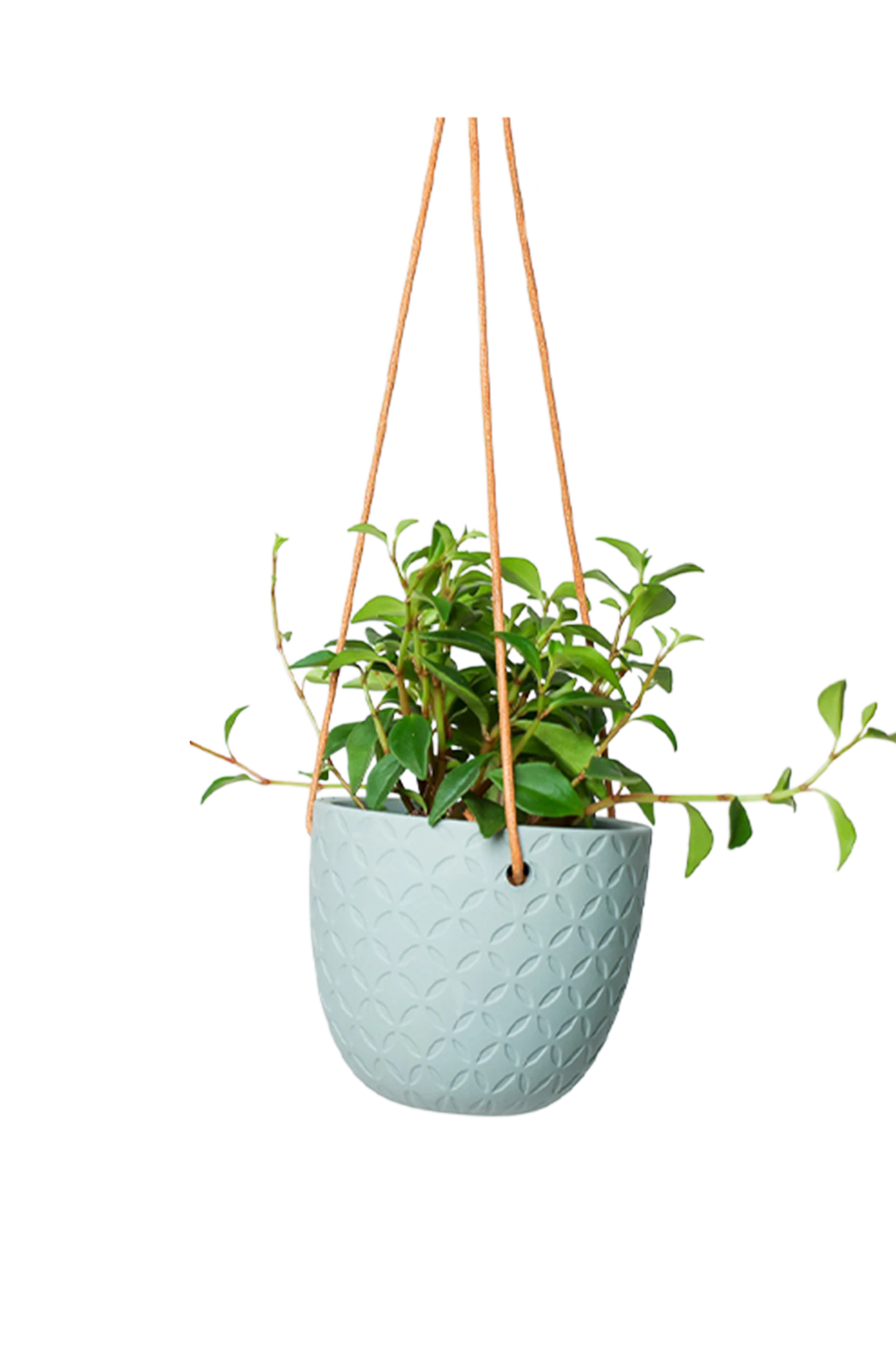 Chive Virago H peacock green ceramic hanging planter styled with a plant.