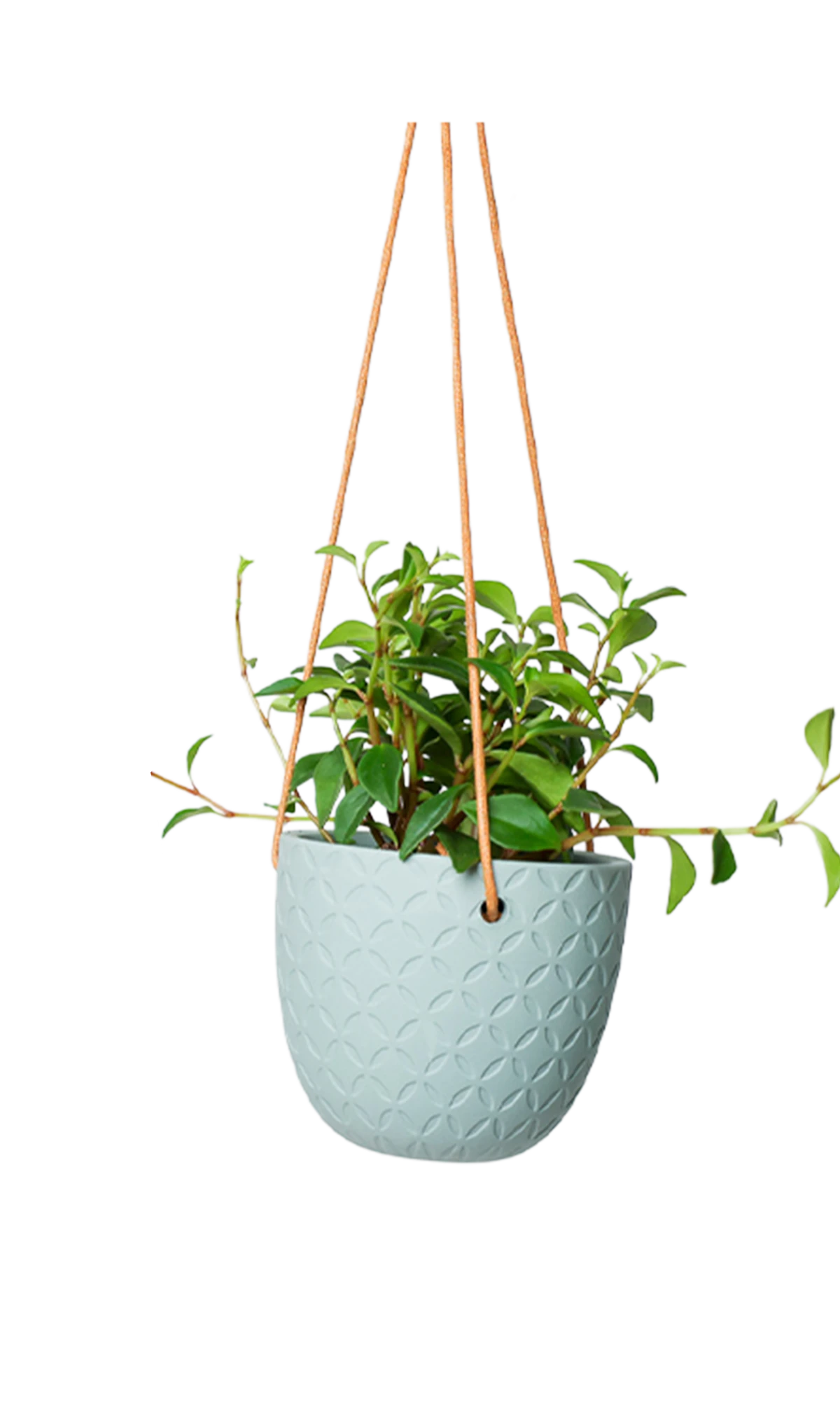 Chive Virago H peacock green ceramic hanging planter styled with a plant.