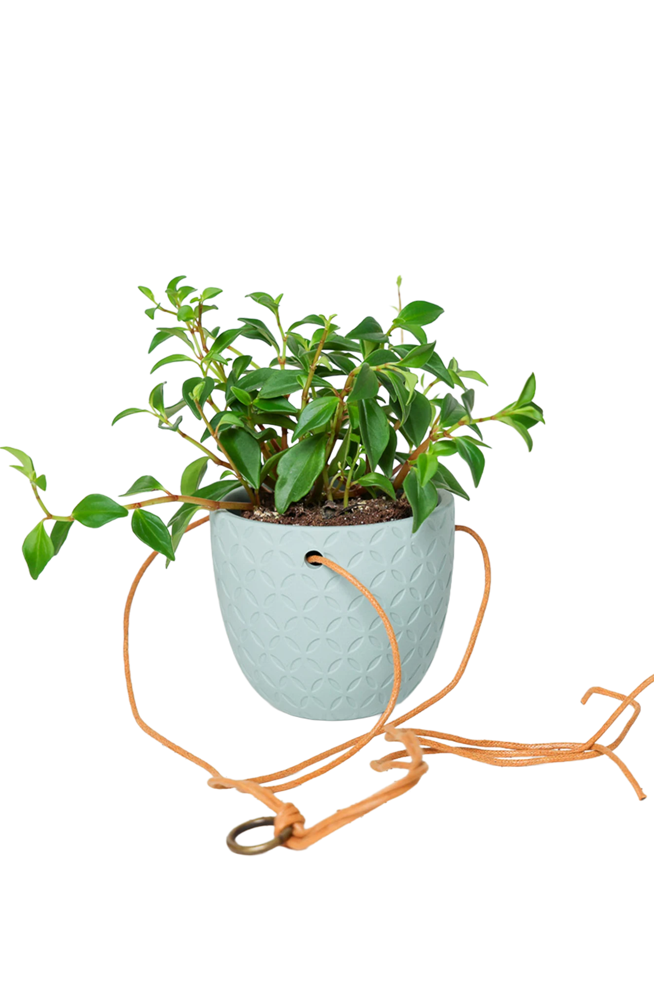 Chive Virago H peacock green ceramic hanging planter styled with a plant, with loose cords.