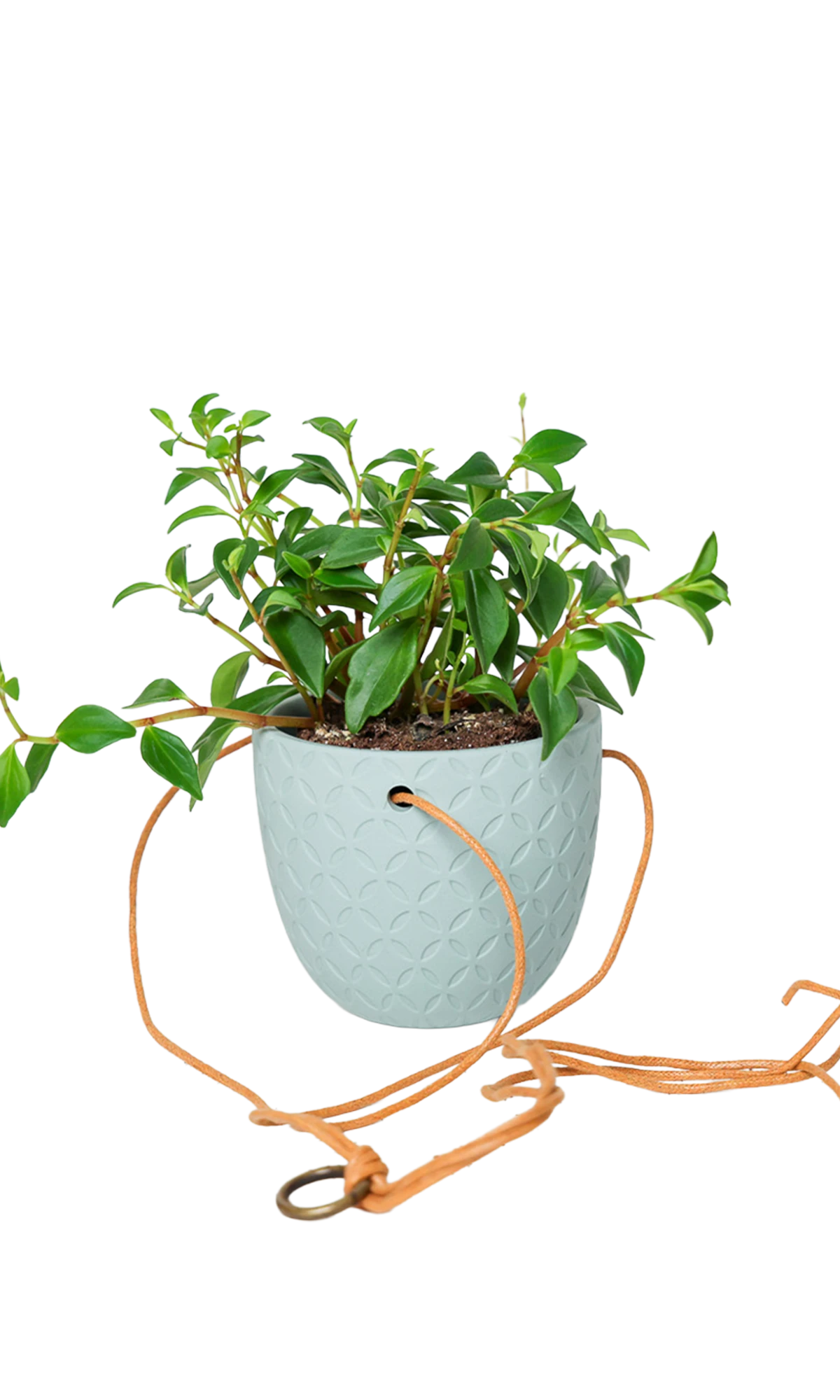 Chive Virago H peacock green ceramic hanging planter styled with a plant, with loose cords.