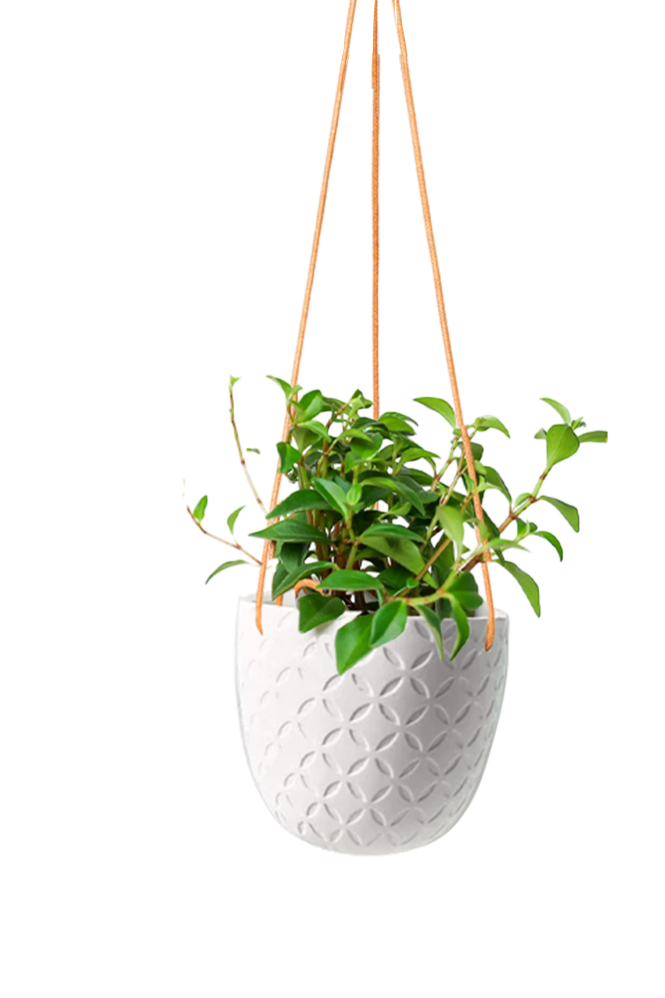 Chive Virago H white ceramic hanging planter styled with a plant.