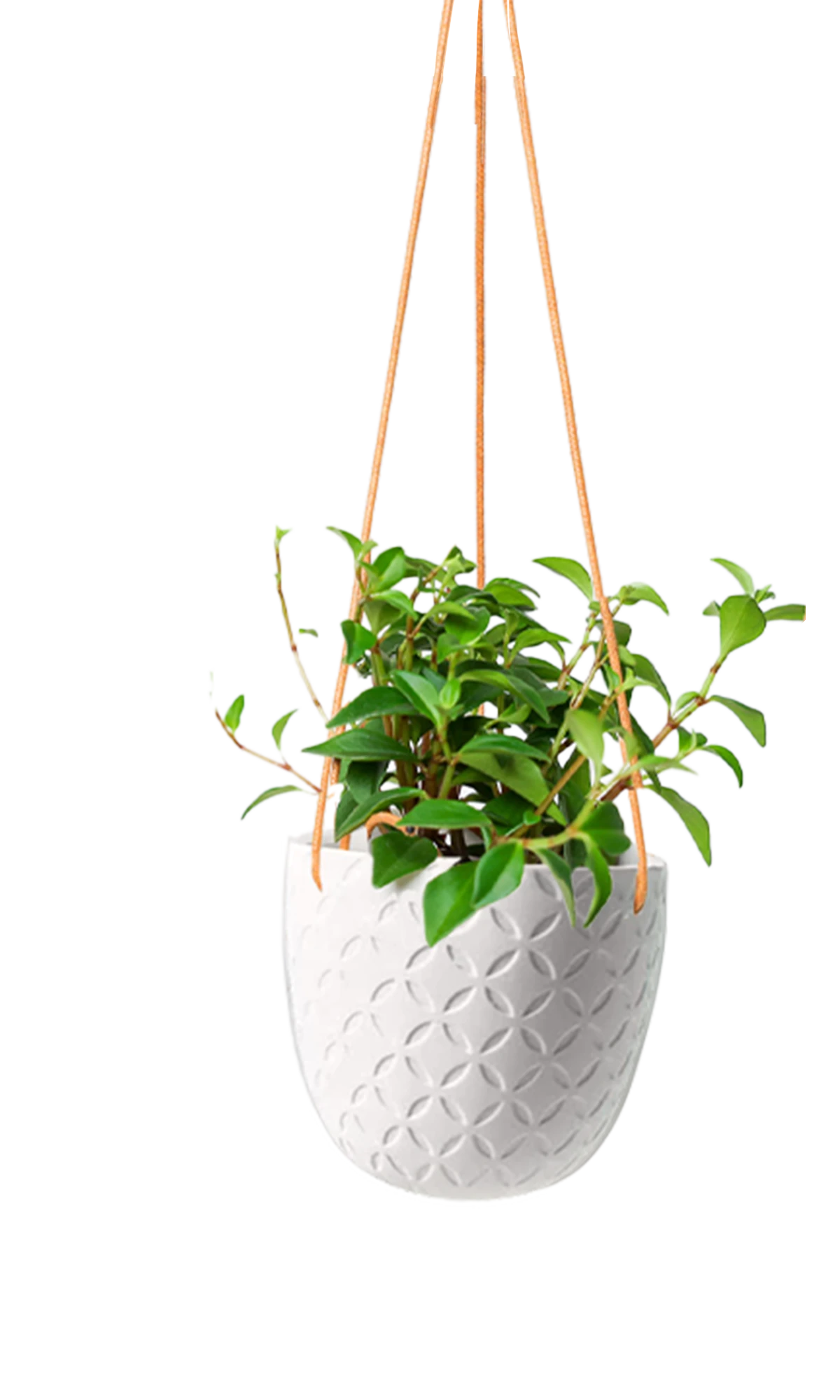 Chive Virago H white ceramic hanging planter styled with a plant.