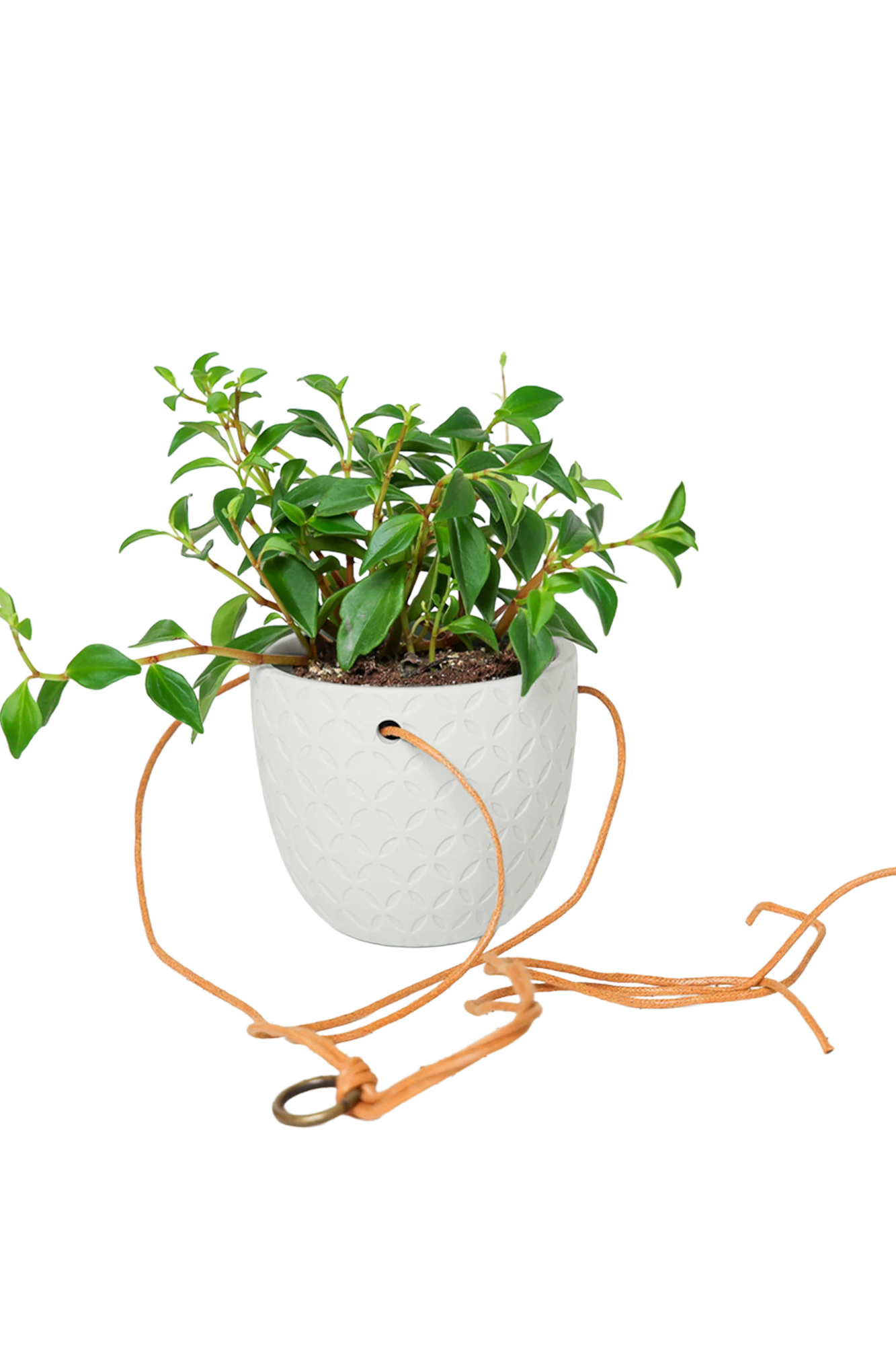 Chive Virago H white ceramic hanging planter styled with a plant, with cords.