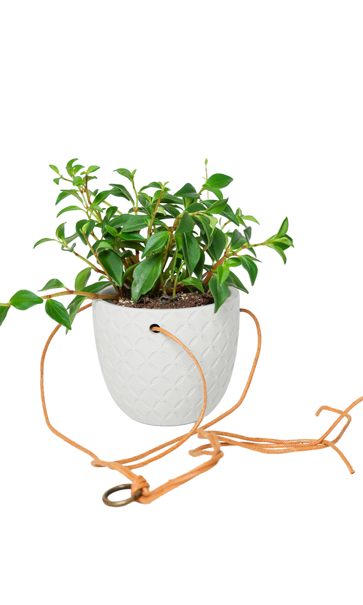 Chive Virago H white ceramic hanging planter styled with a plant, with cords.