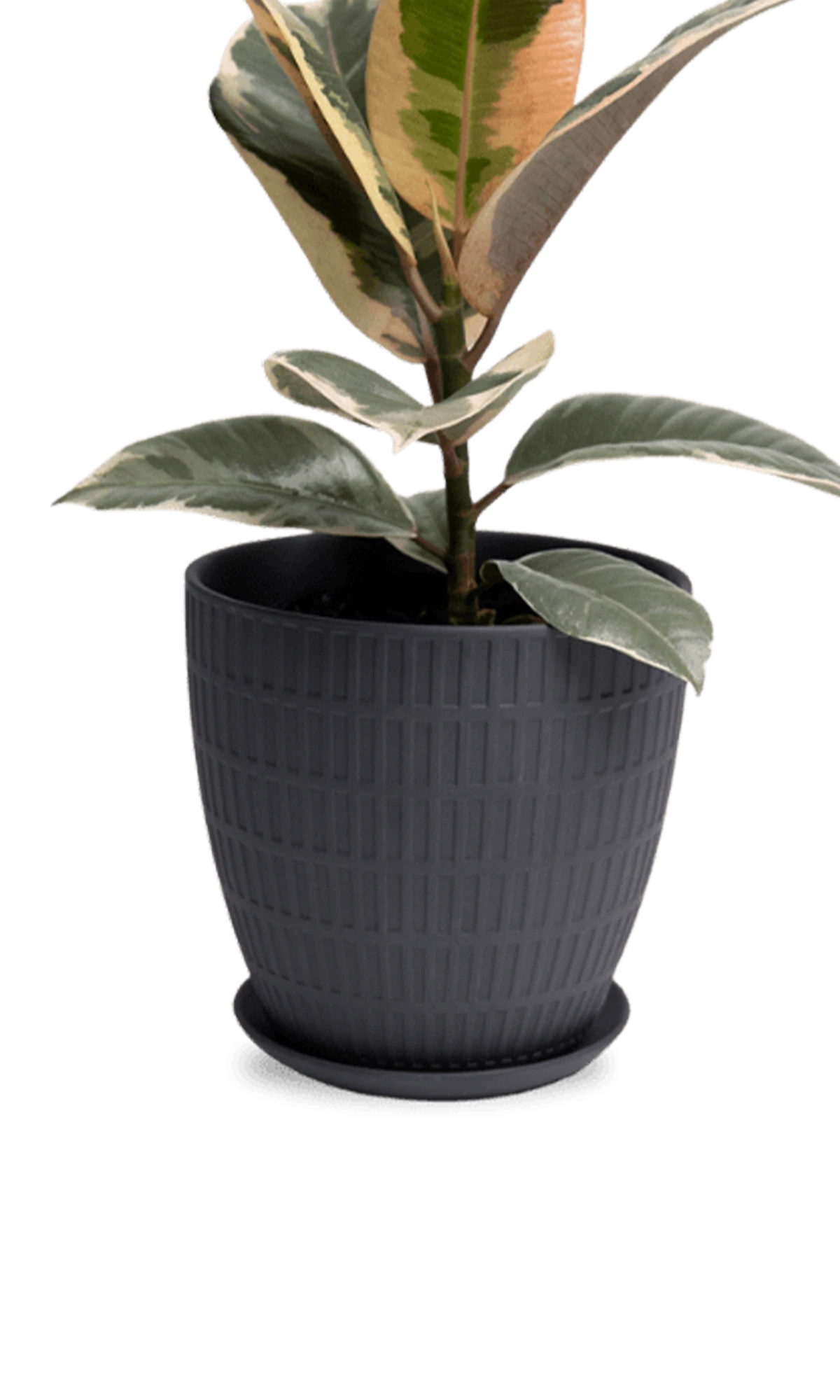Chive Virago I large black porcelain pot with drainage and saucer styled with a plant.