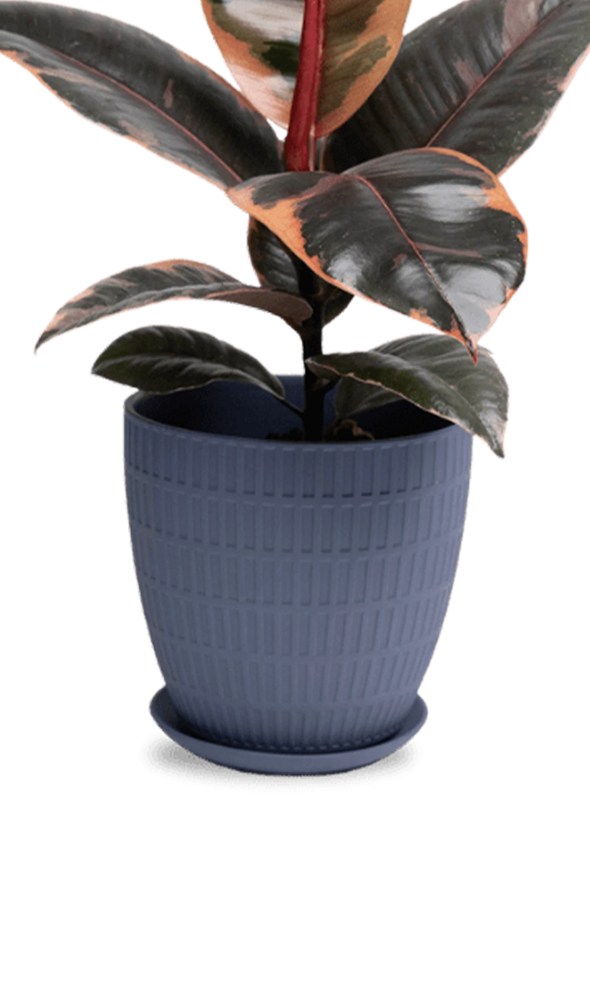 Chive Virago I large blue grey porcelain pot with drainage and saucer styled with a plant.