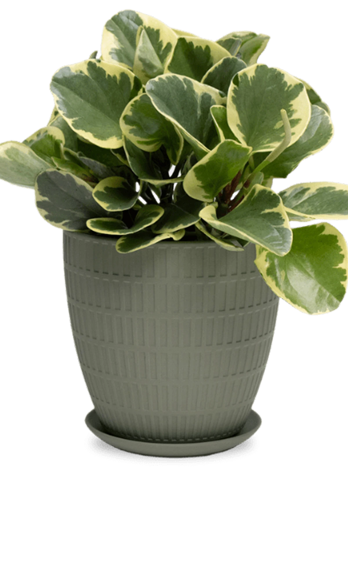 Chive Virago I large olive porcelain pot with drainage and saucer styled with a plant.