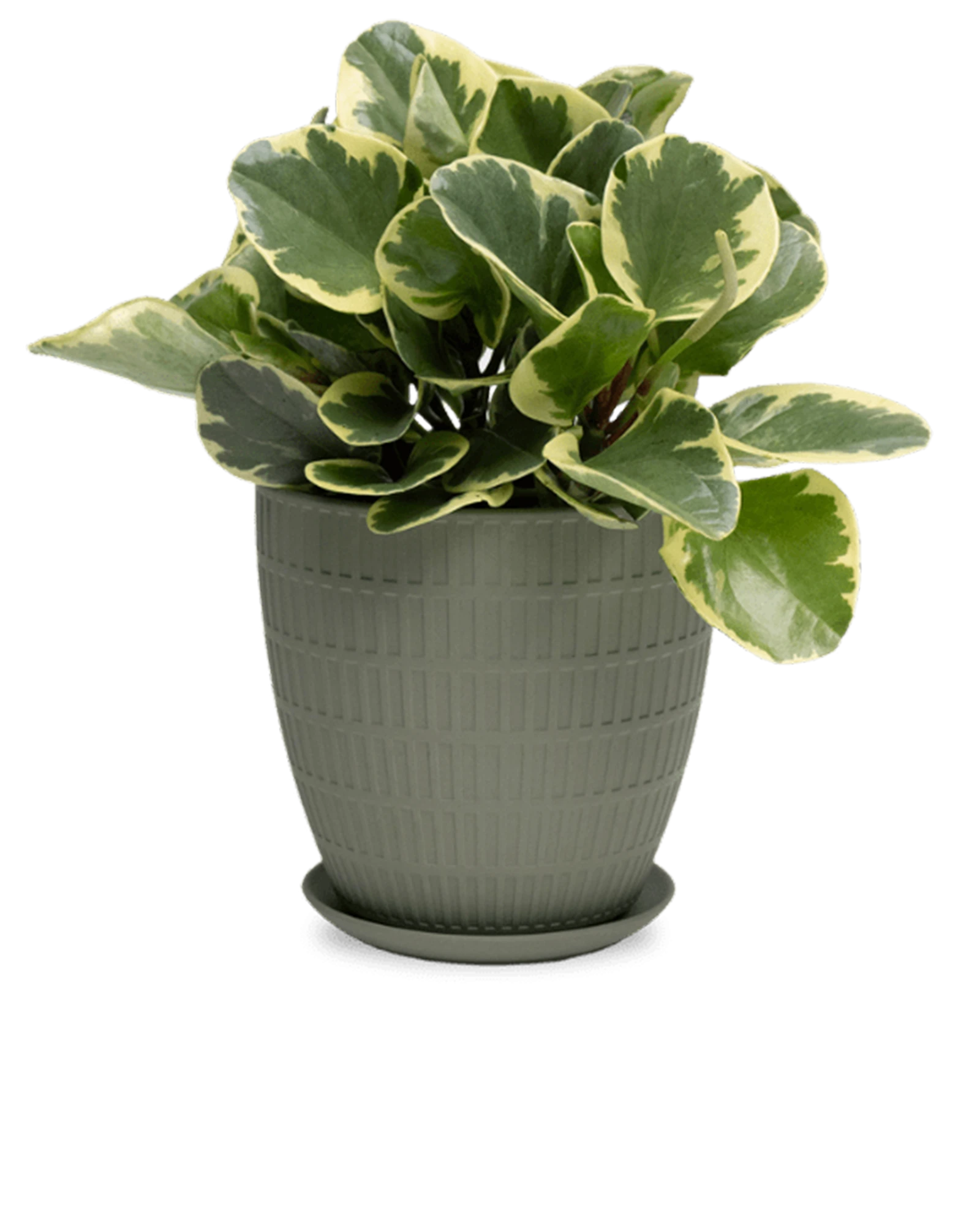 Chive Virago I large olive porcelain pot with drainage and saucer styled with a plant.