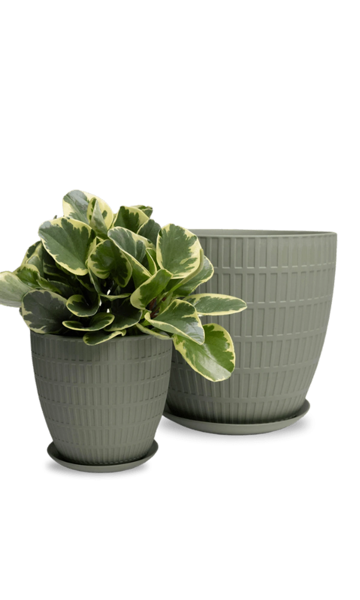 Two Chive Virago I olive porcelain pots with with textures in size large and medium styled with a plant.
