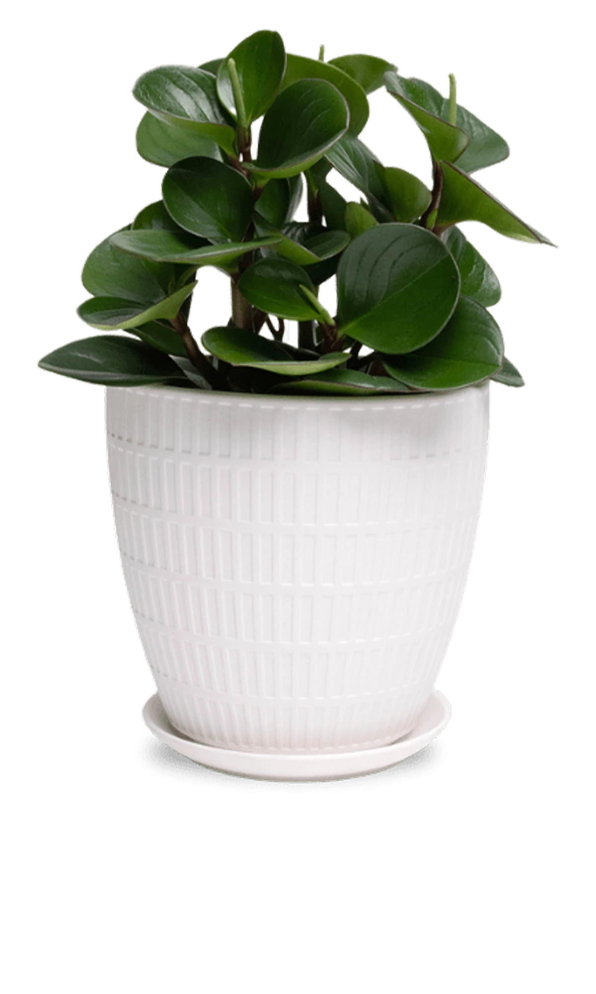 Chive Virago I large white porcelain pot with drainage and saucer styled with a plant.