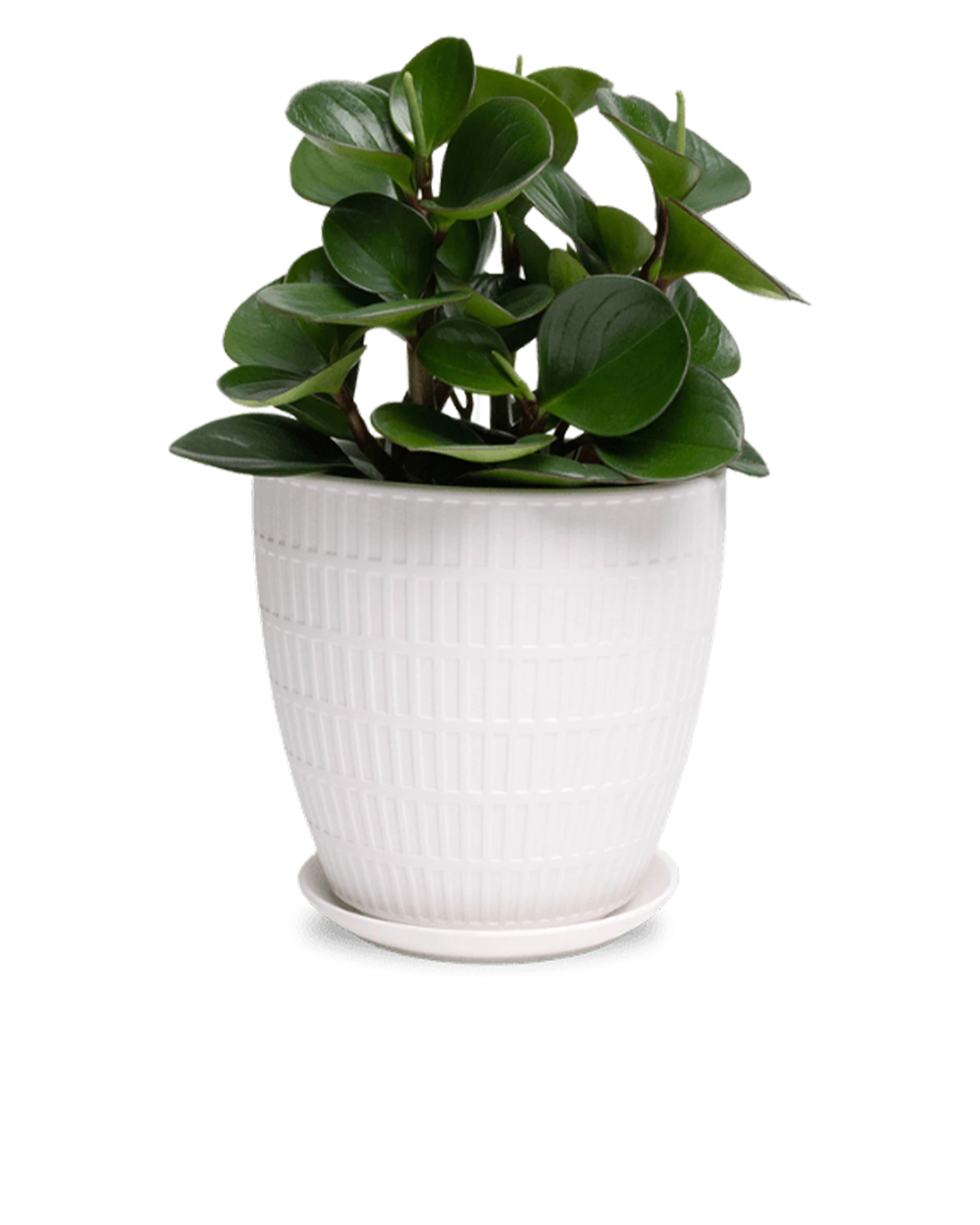 Chive Virago I large white porcelain pot with drainage and saucer styled with a plant.
