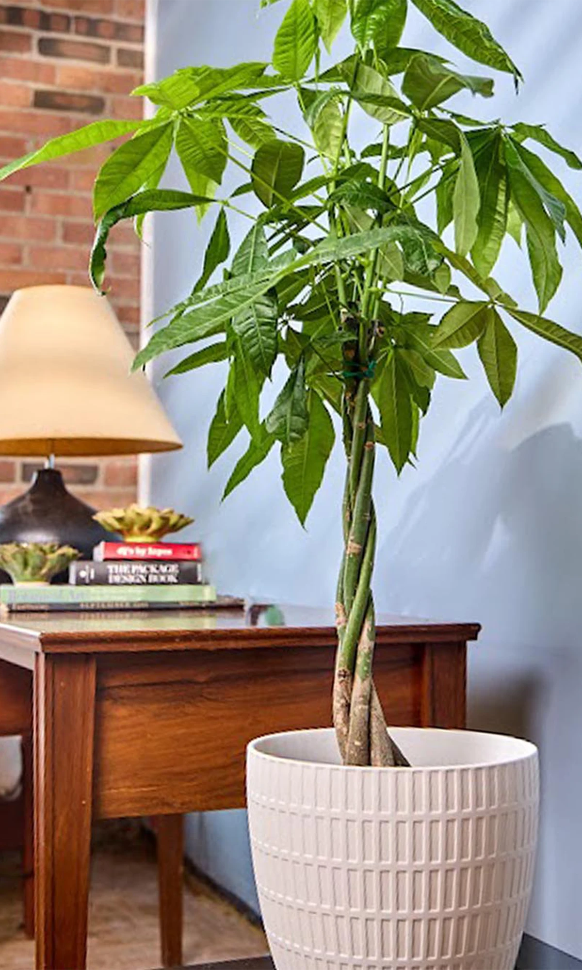 Chive Virago I large white porcelain pot with styled with a tall plant in a bright room next to a desk.