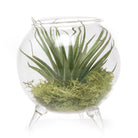 3'' Small Single Glass Terrarium Succulent Pot