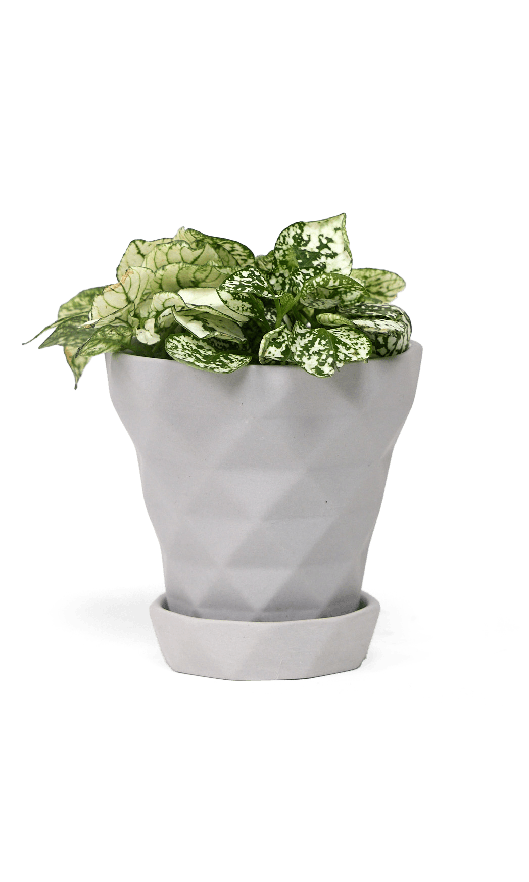 Diamond Porcelain Modern Indoor Plant Pot With Saucer - Chive Ceramics Studio - Pots - Chive US