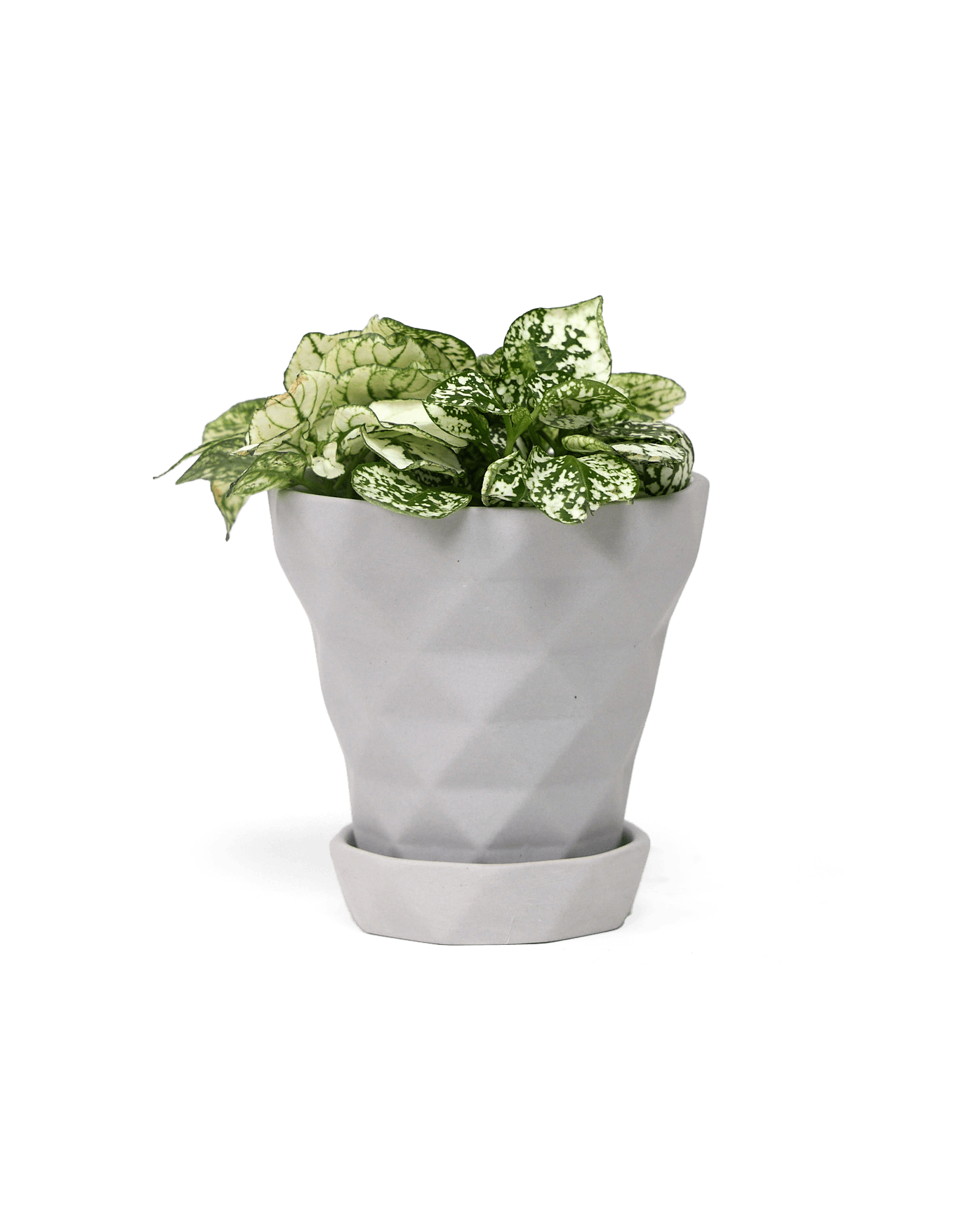 Diamond Porcelain Modern Indoor Plant Pot With Saucer - Chive Ceramics Studio - Pots - Chive US