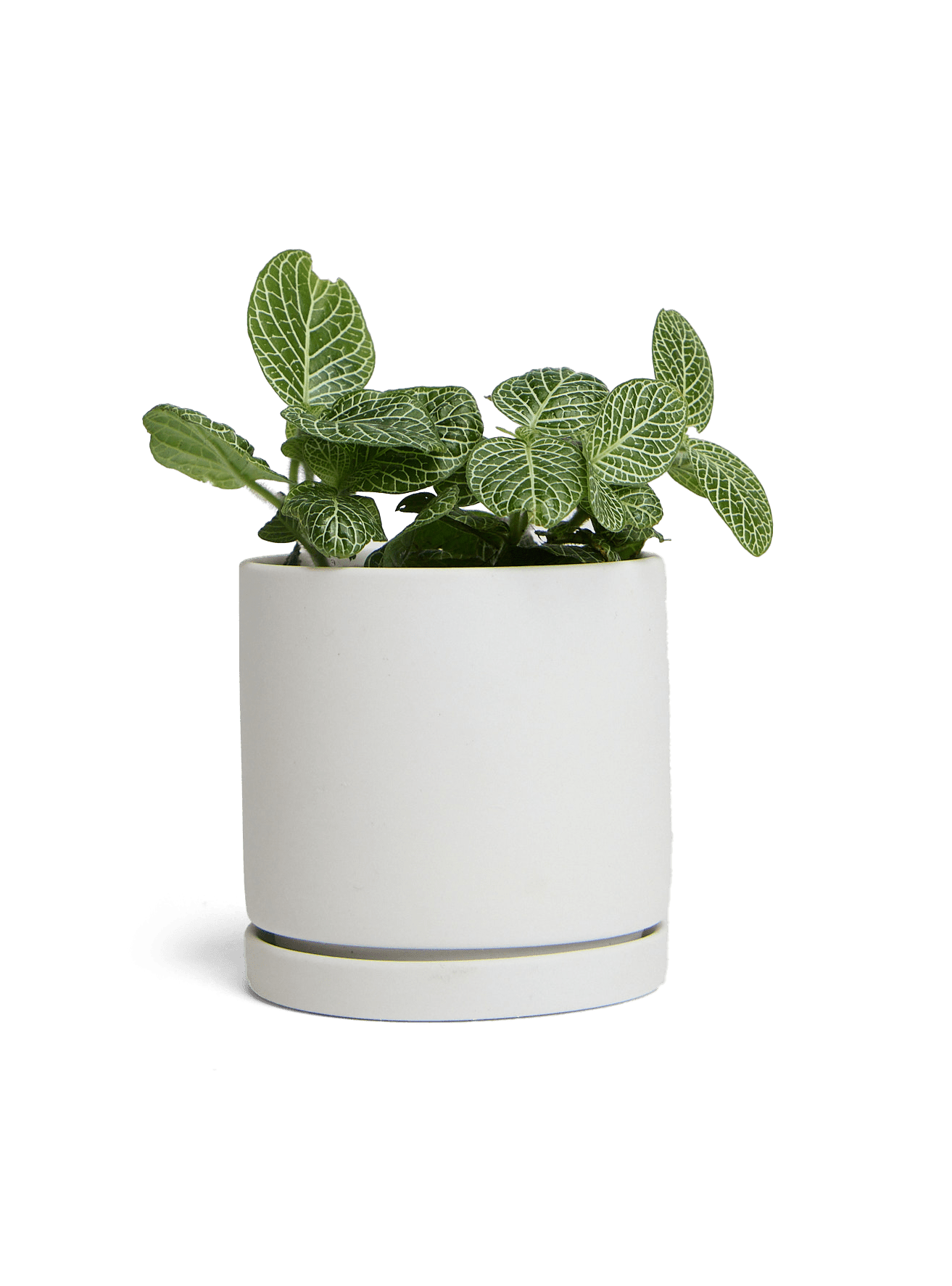 Dojo Porcelain Modern Indoor Plant Pot With Saucer | 3.5 Inches - Chive Ceramics Studio - Pots - Chive Ceramics Studio