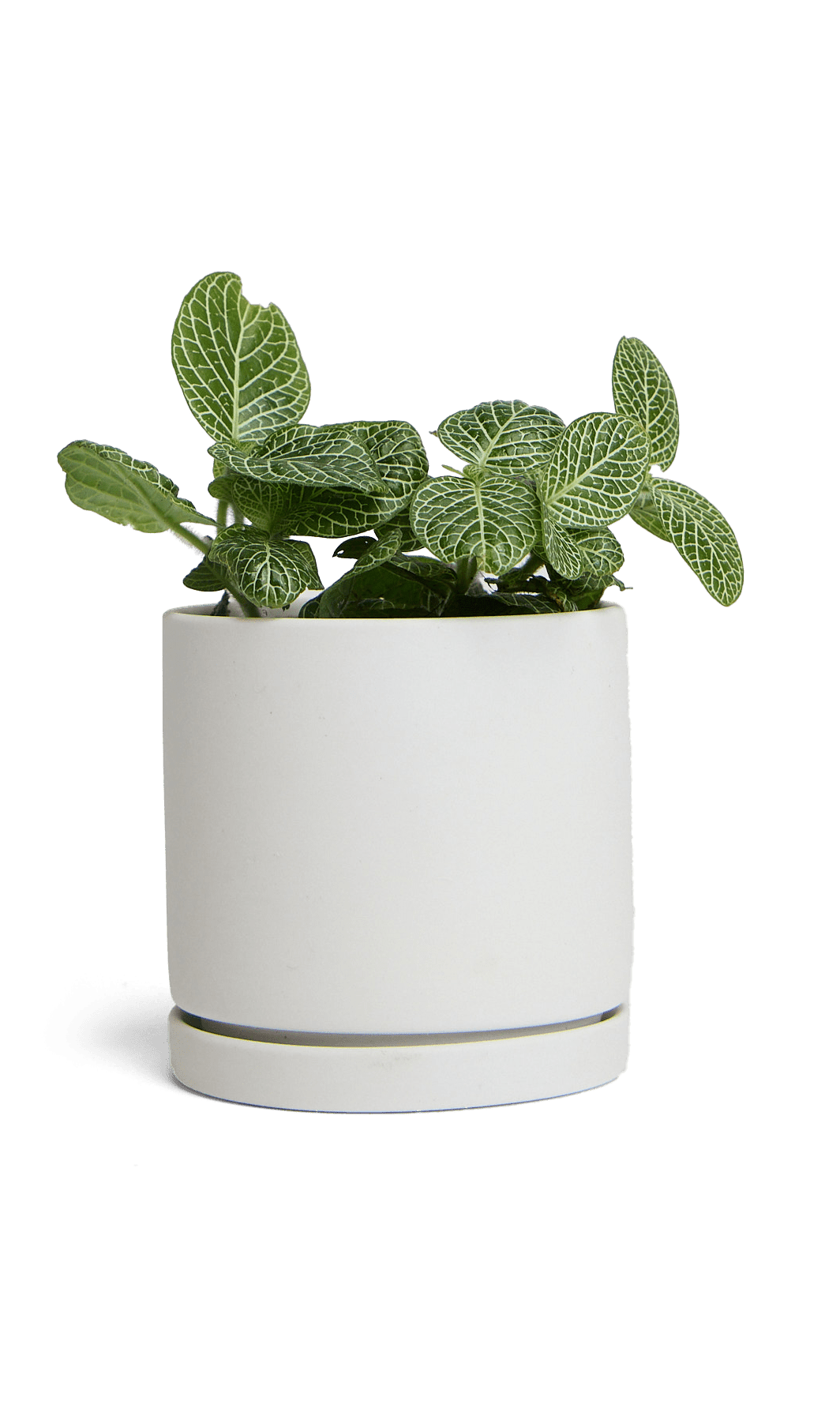 Dojo Porcelain Modern Indoor Plant Pot With Saucer - Chive Ceramics Studio - Pots - Chive Ceramics Studio