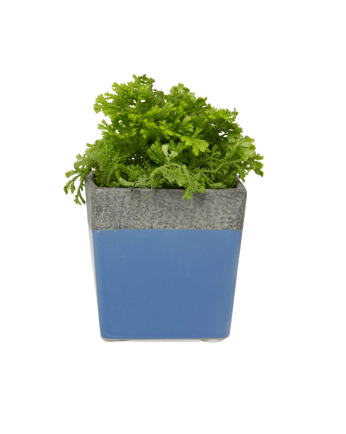 Duo Ceramic Planter With Drainage Hole And Saucer - Chive Ceramics Studio - Pots - Chive US