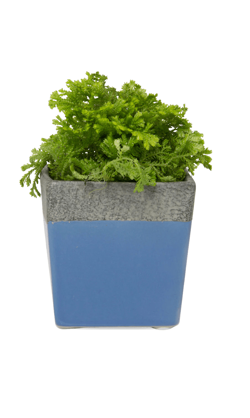 Duo Ceramic Planter With Drainage Hole And Saucer - Chive Ceramics Studio - Pots - Chive US