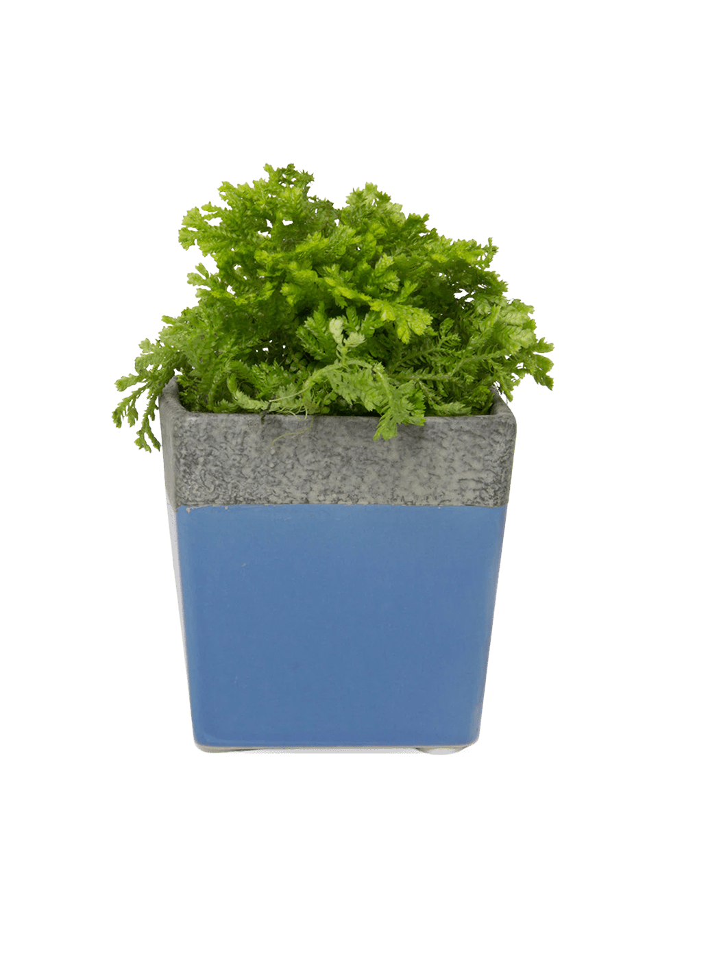 Duo Ceramic Planter With Drainage Hole And Saucer - Chive Ceramics Studio - Pots - Chive US