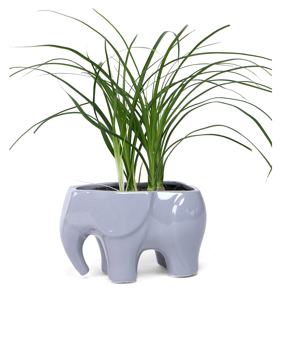 Elephant Ceramic Indoor Plant Pot For Succulents - Chive Ceramics Studio - Pots - Chive US