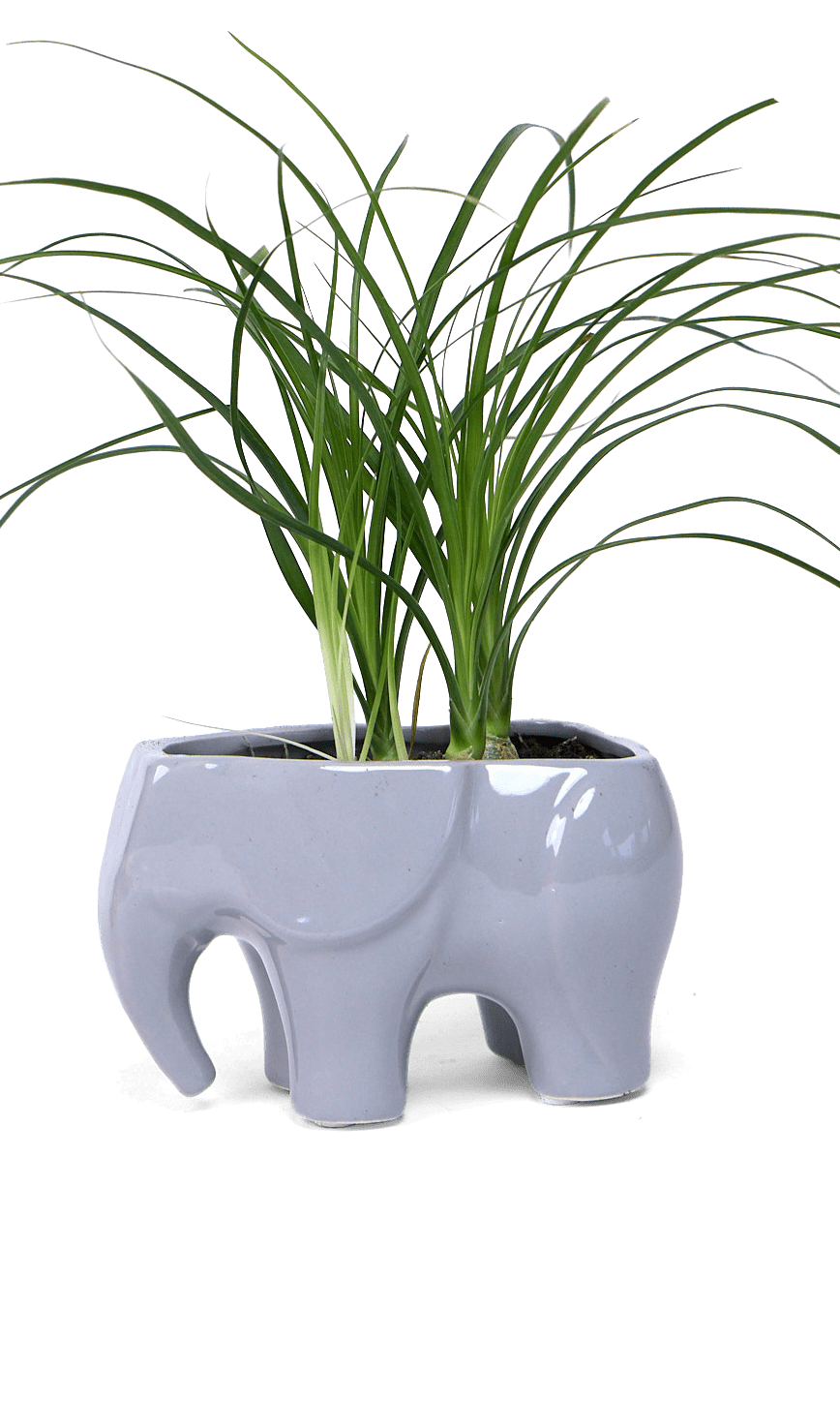 Elephant Ceramic Indoor Plant Pot For Succulents - Chive Ceramics Studio - Pots - Chive US