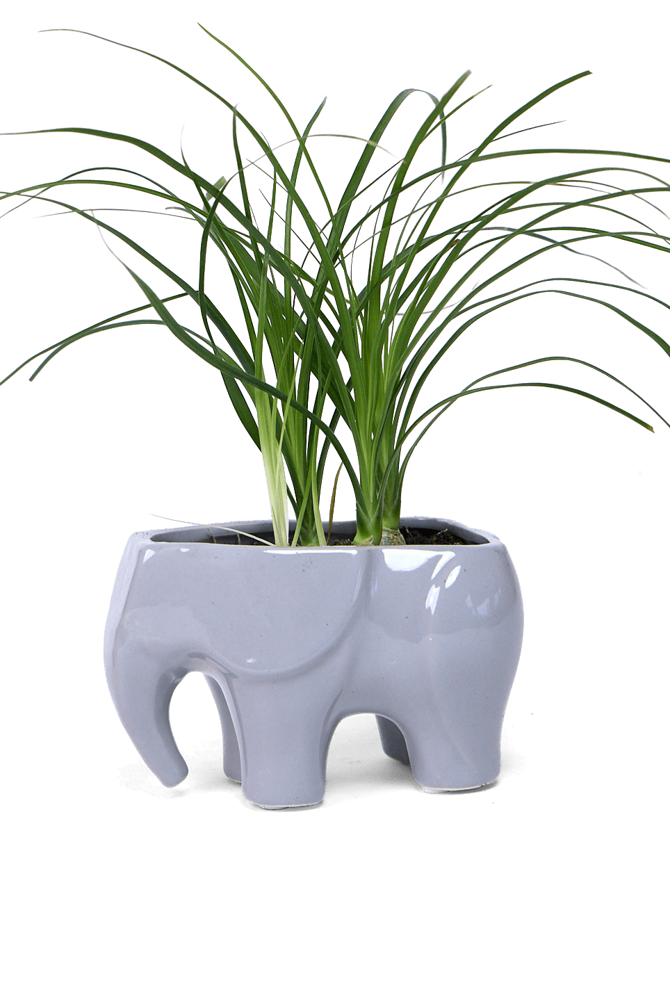 Elephant Ceramic Indoor Plant Pot For Succulents - Chive Ceramics Studio - Pots - Chive US