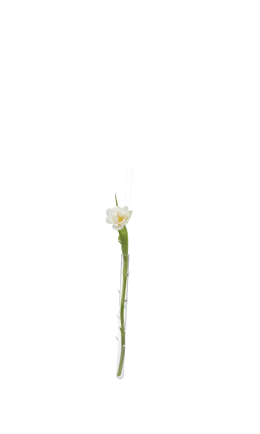 Clear Glass Modern Flower Vase - Hanging Thorn - handmade by Chive Studio Toronto