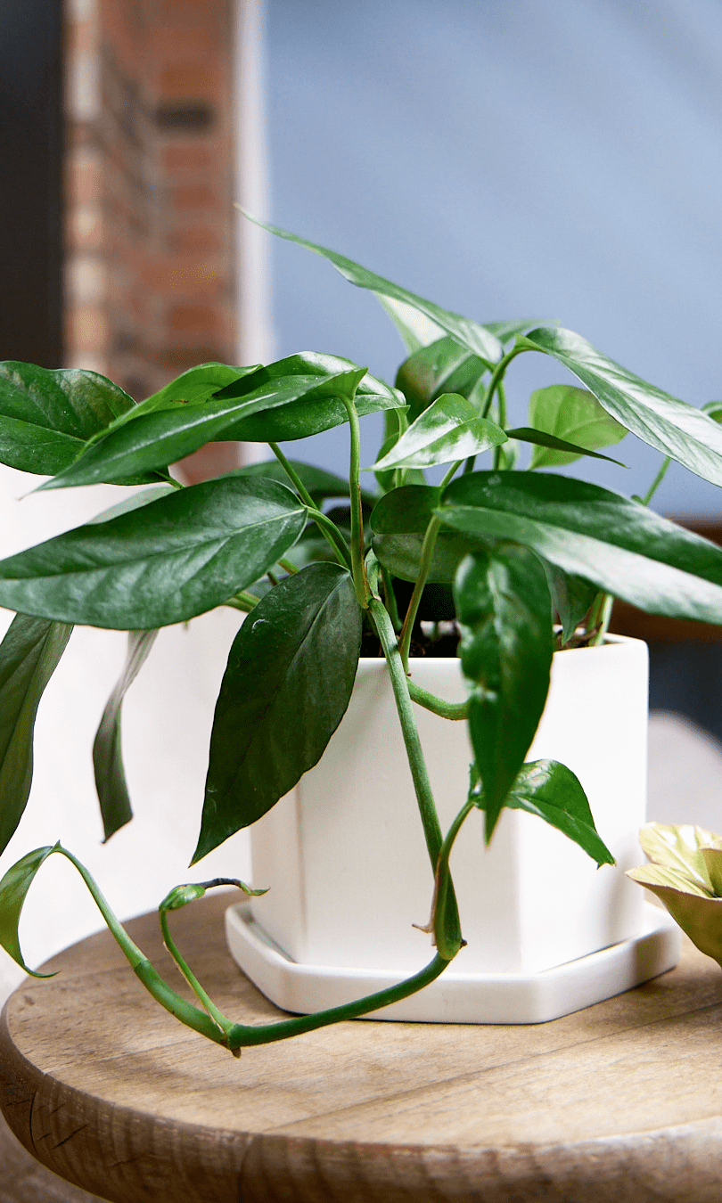 Hexi Porcelain Pot With Drainage Hole - Chive Ceramics Studio - Pots - Chive Ceramics Studio