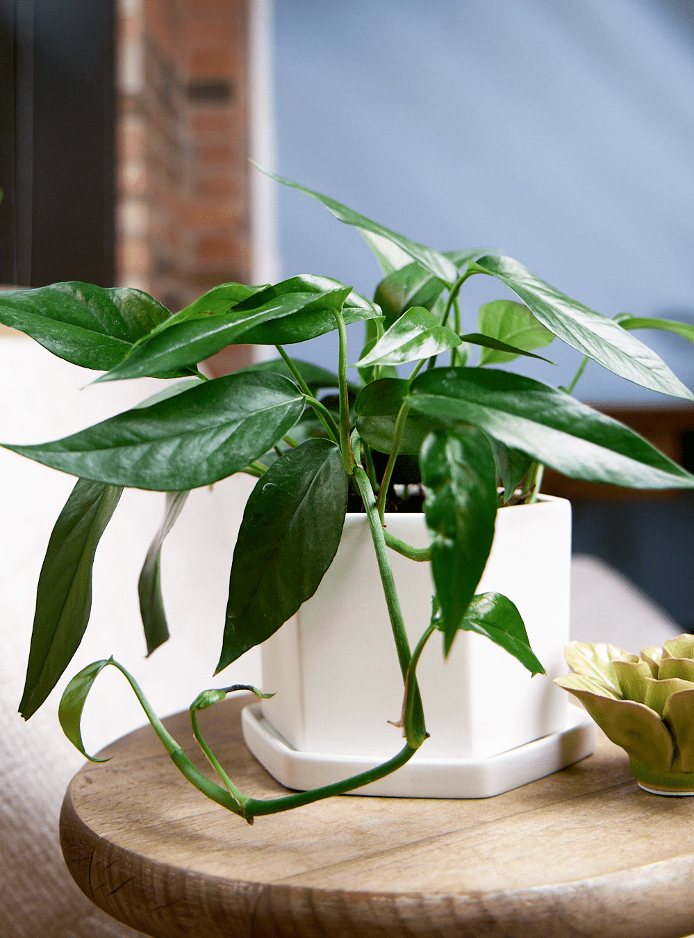 Hexi Porcelain Pot With Drainage Hole - Chive Ceramics Studio - Pots - Chive Ceramics Studio