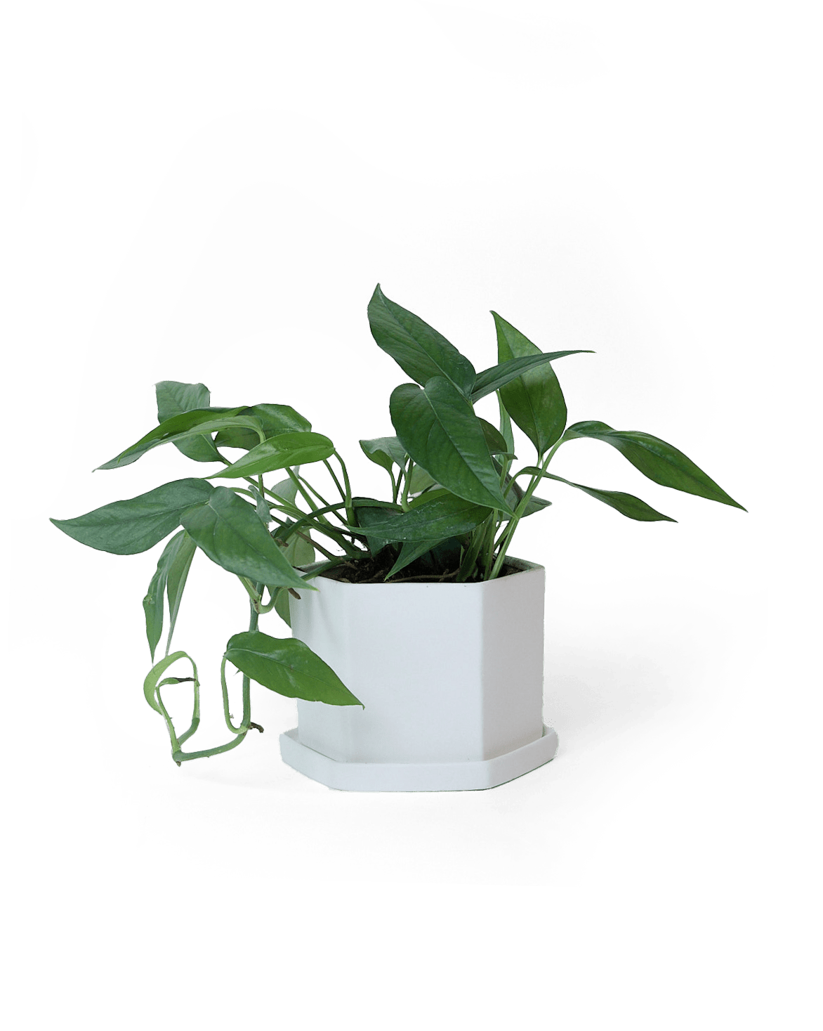 Hexi Porcelain Pot With Drainage Hole - Chive Ceramics Studio - Pots - Chive Ceramics Studio