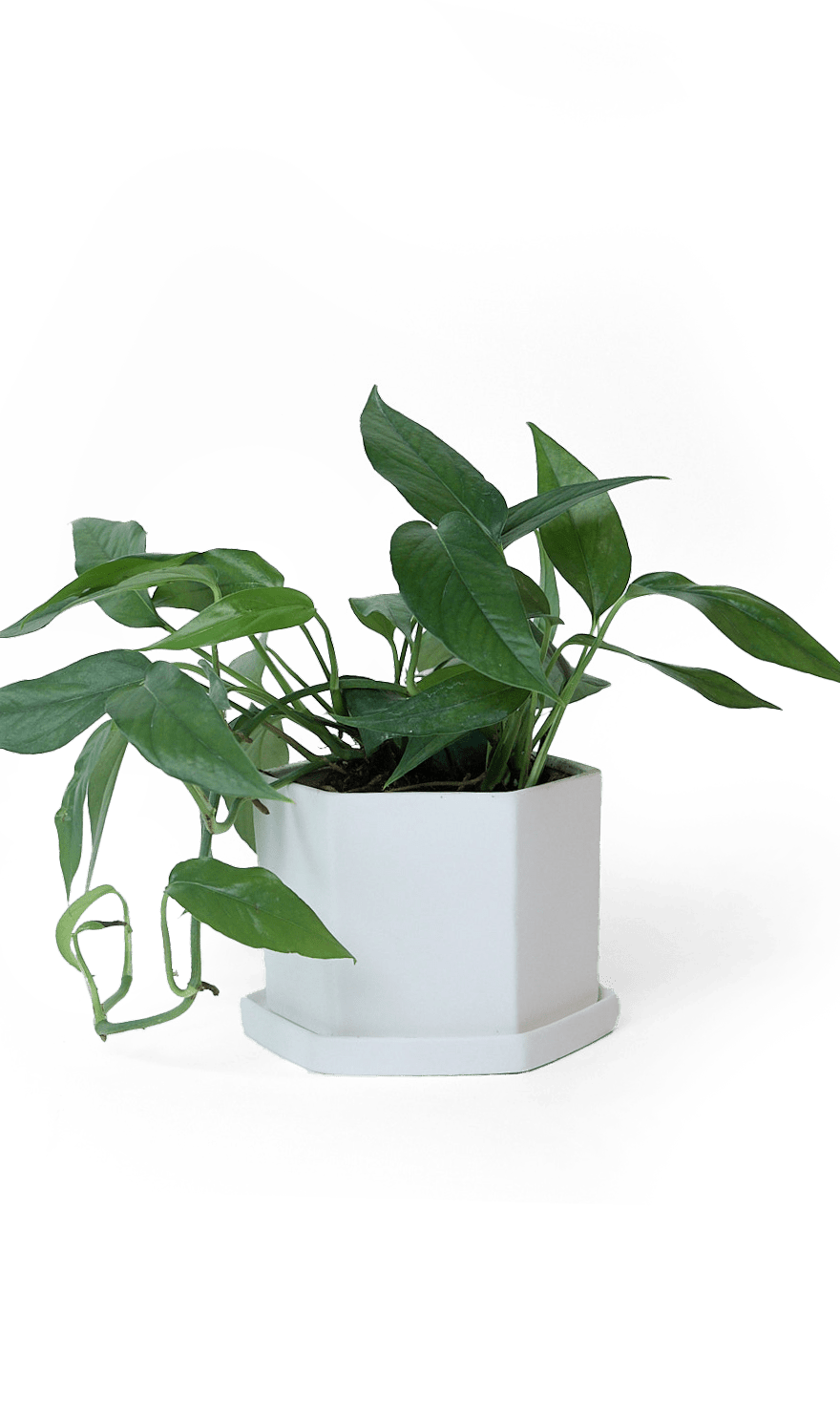 Hexi Porcelain Pot With Drainage Hole - Chive Ceramics Studio - Pots - Chive Ceramics Studio