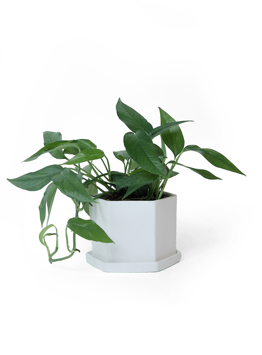 Hexi Porcelain Pot With Drainage Hole - Chive Ceramics Studio - Pots - Chive Ceramics Studio