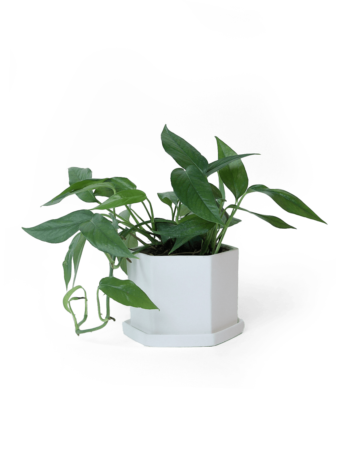 Hexi Porcelain Pot With Drainage Hole - Chive Ceramics Studio - Pots - Chive Ceramics Studio