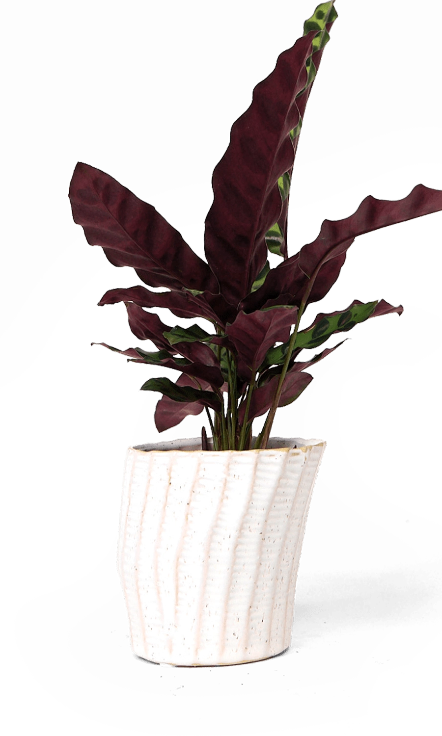 White Ceramic Pot Planter - Katakana - designed by Chive Studio Toronto