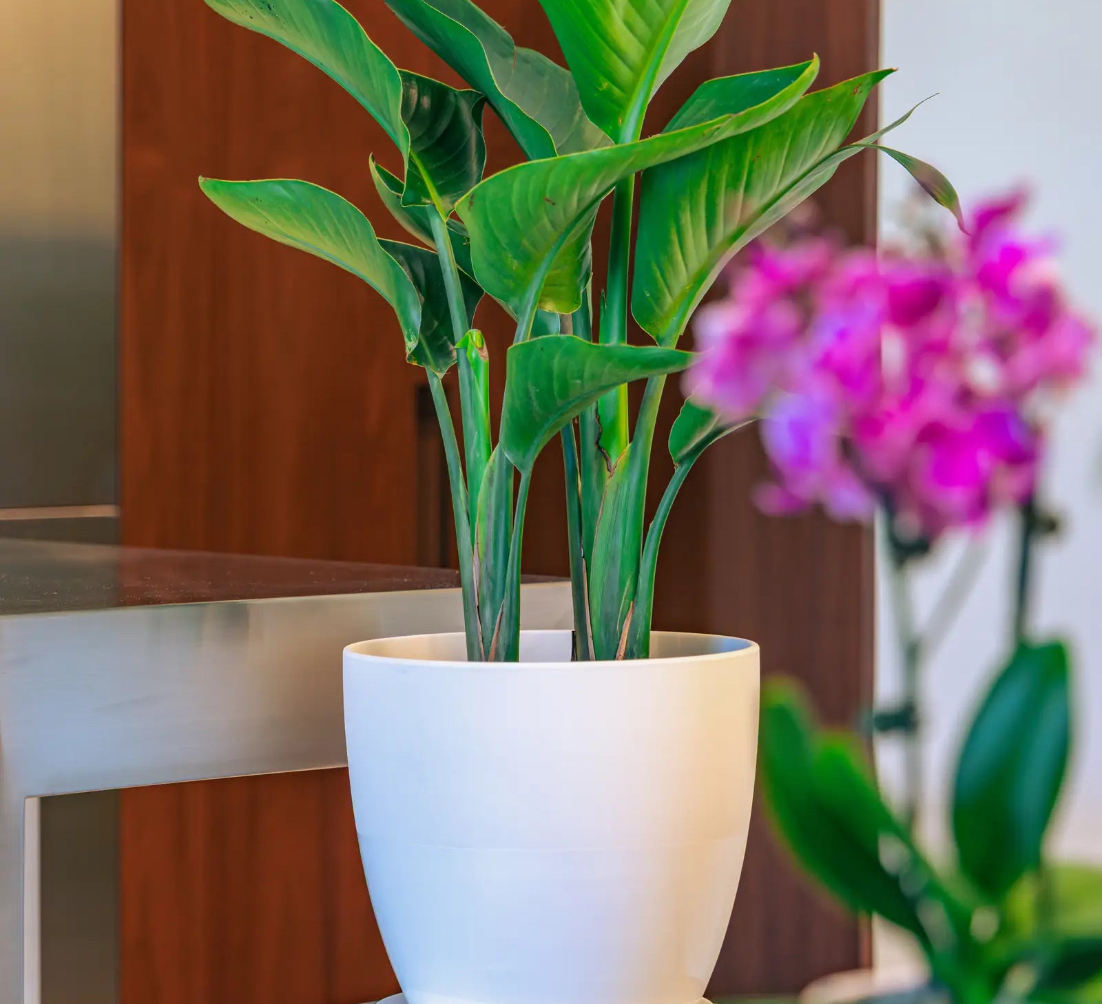 A tropical bird of paradise plant in a Chive white Dyad ceramic pot and saucer, displayed on a small stool in an indoor setting with a blurred pink orchid in the foreground.
