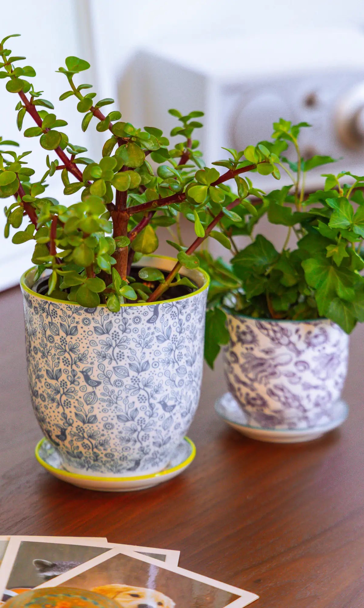 Chive Liberté planters in blue birds and octopus patterns, styled with a jade plant and pilea on a wood surface.