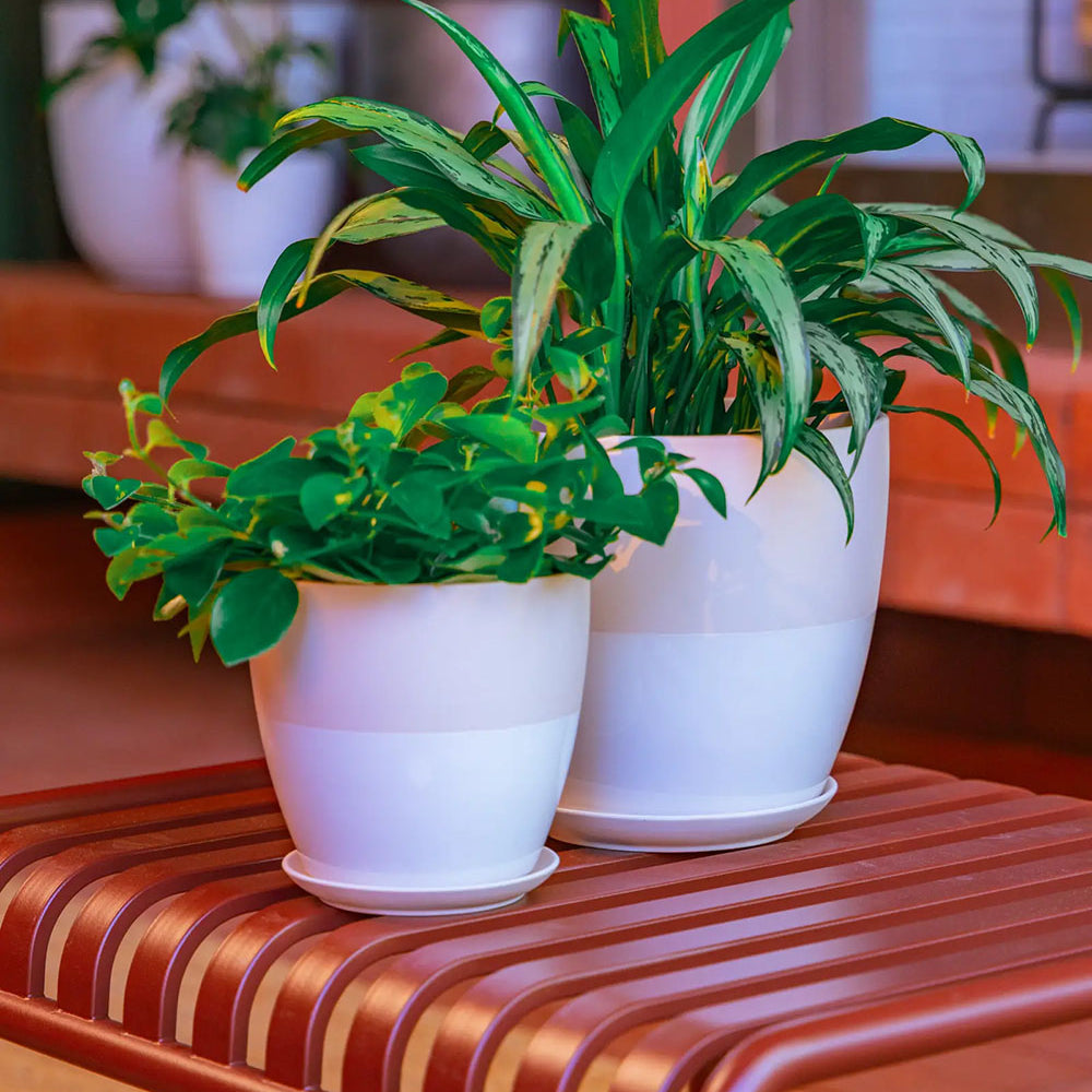 Two Chive blush pink ceramic Dyad planters with green houseplants, including a trailing green plant and a tall variegated green plant, displayed on a reddish-brown bench.
