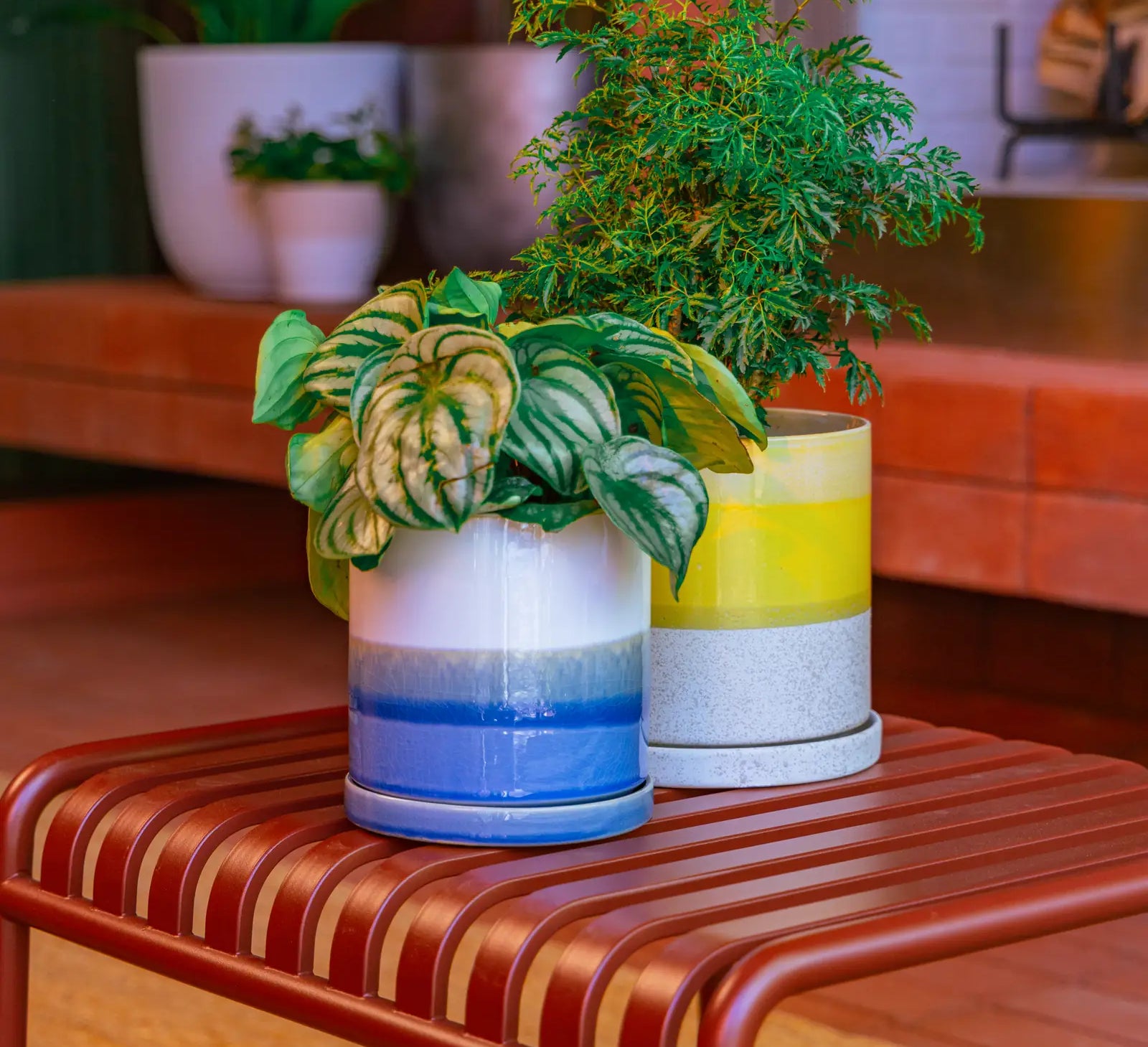 Two Chive large Minute ceramic planters in blue layers and bombastic yellow styled with green houseplants on a reddish bench.