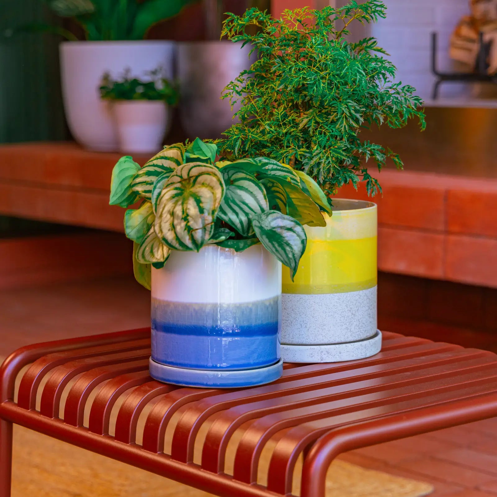 Two Chive large Minute ceramic planters in blue layers and bombastic yellow styled with green houseplants on a reddish bench.