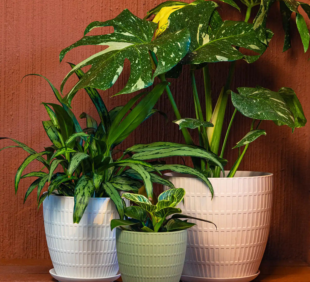 Three potted large houseplants in Chive Virago ceramic plant pots arranged on a terracotta shelf against a red brick wall.