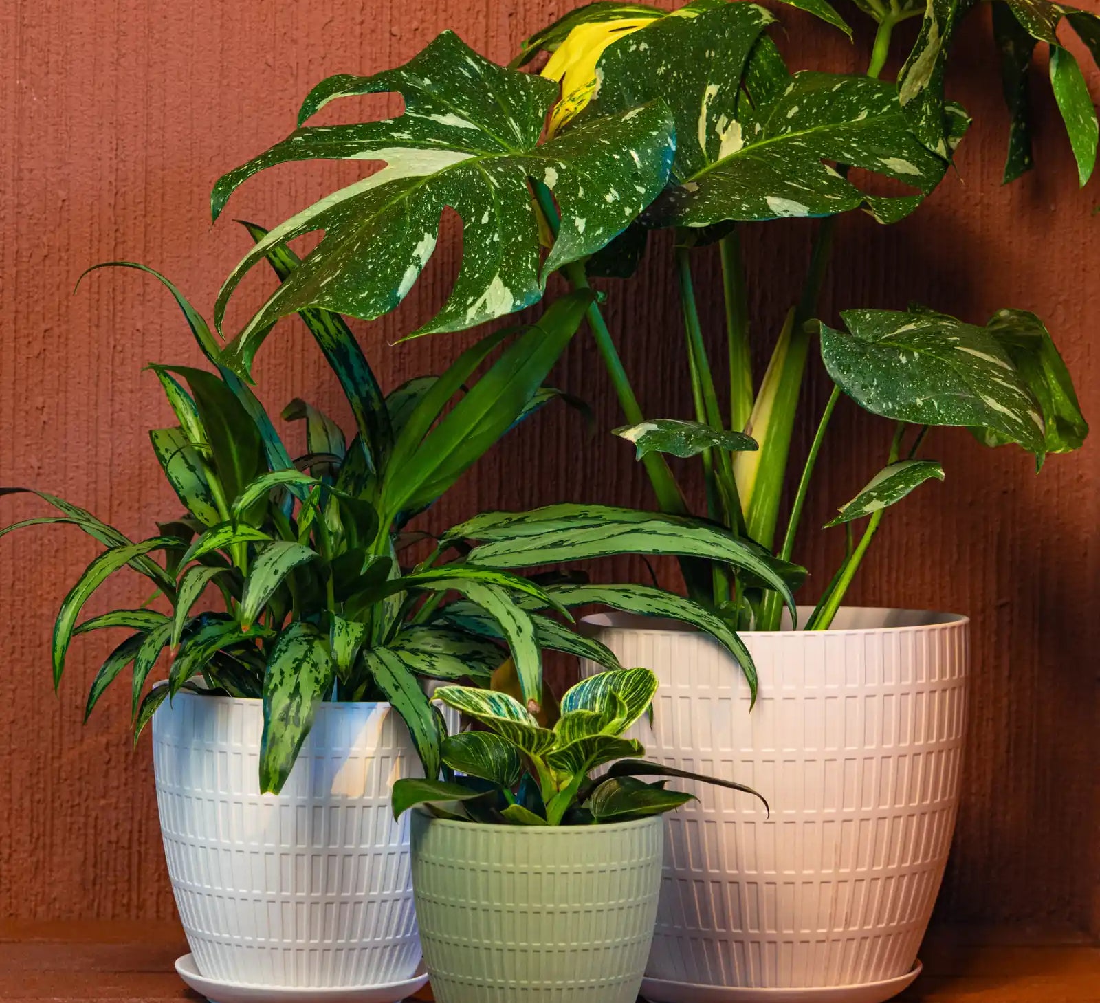 Three potted large houseplants in Chive Virago ceramic plant pots arranged on a terracotta shelf against a red brick wall.