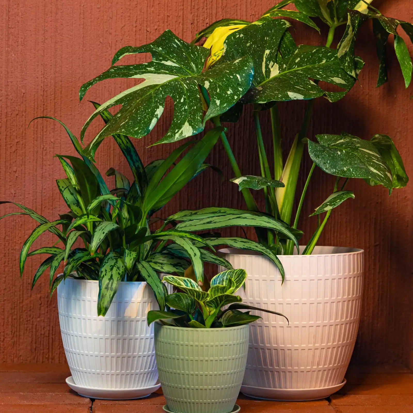 Three potted large houseplants in Chive Virago ceramic plant pots arranged on a terracotta shelf against a red brick wall.