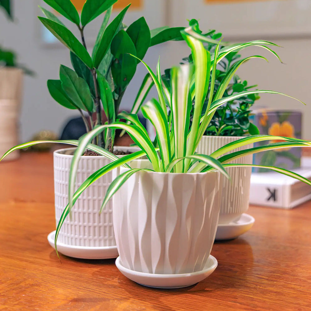 Three potted houseplants in Chive Virago white porcelain plant pots with saucers, on a warm wooden table indoor.