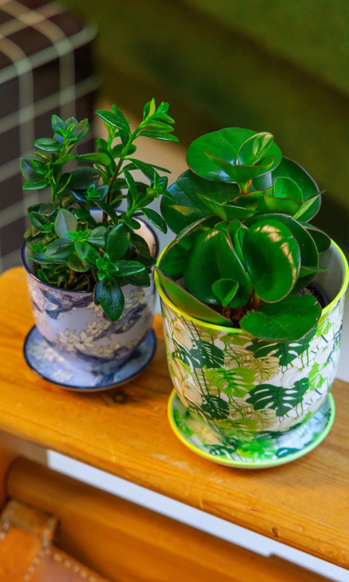 Chive Liberté planters in monstera and blue swallows patterns, styled with a pilea and jade plant on a wooden side table.