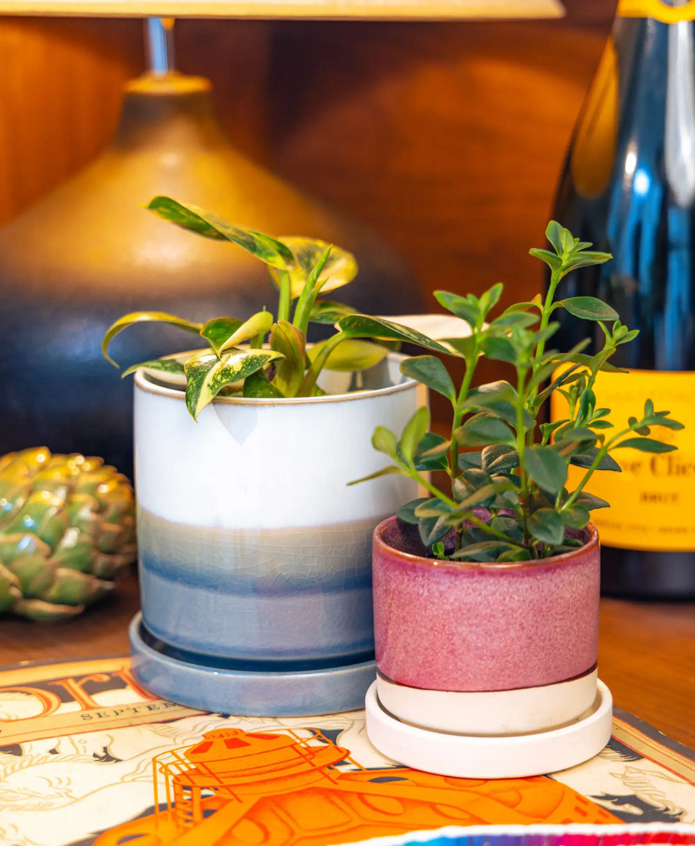 Two small potted green plants in Chive Minute ceramic planters on a tabletop, with a warm indoor background including a lamp and a wine bottle.