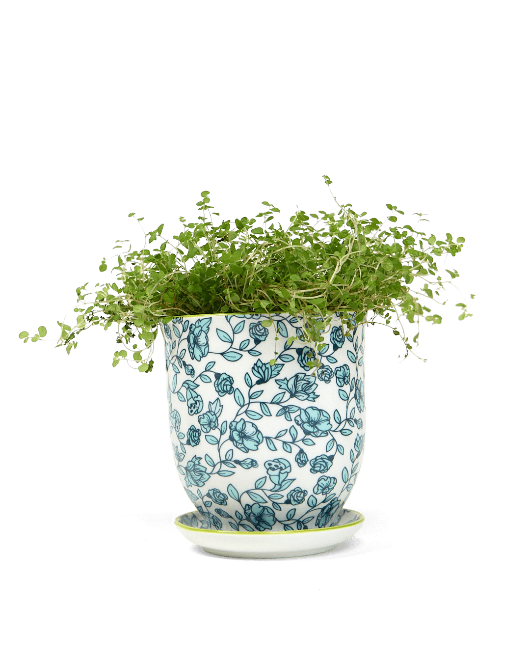 Liberte Porcelain Pot And Saucer Set With Drainage - Chive Ceramics Studio - Pots - Chive Ceramics Studio