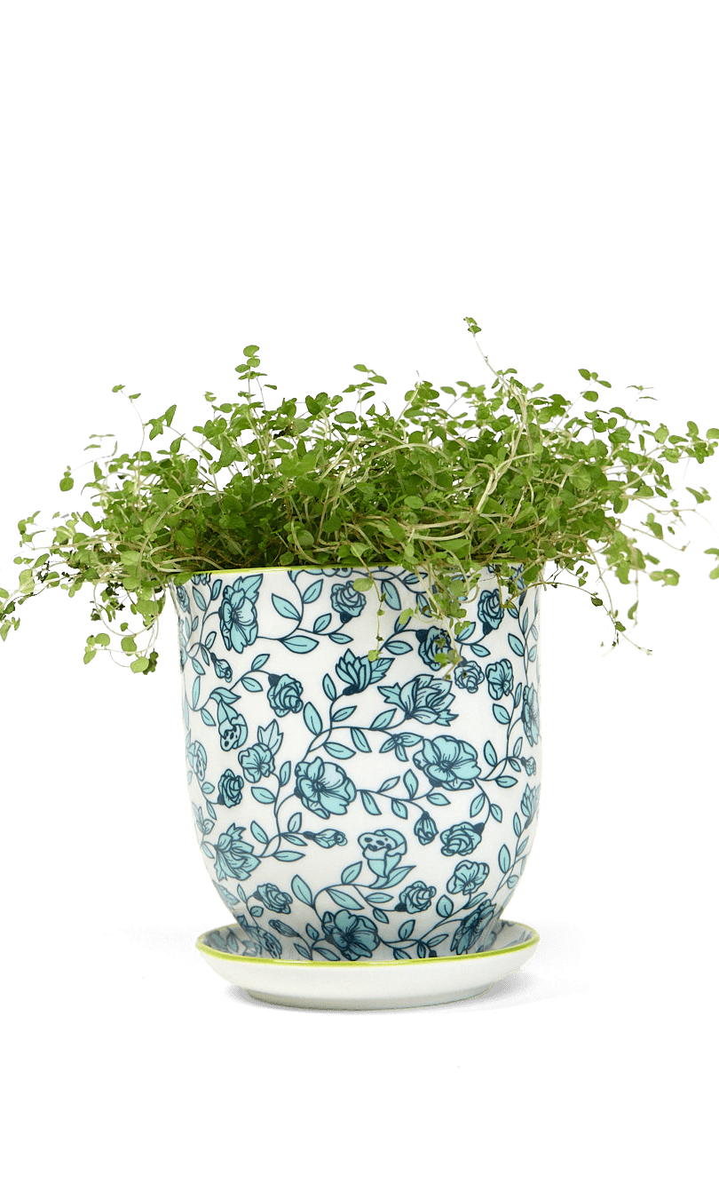 Liberte Porcelain Pot And Saucer Set With Drainage - Chive Ceramics Studio - Pots - Chive Ceramics Studio