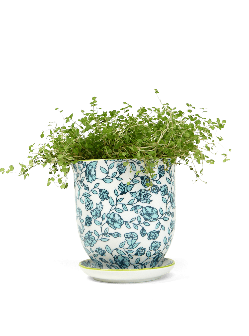 Liberte Porcelain Pot And Saucer Set With Drainage - Chive Ceramics Studio - Pots - Chive Ceramics Studio