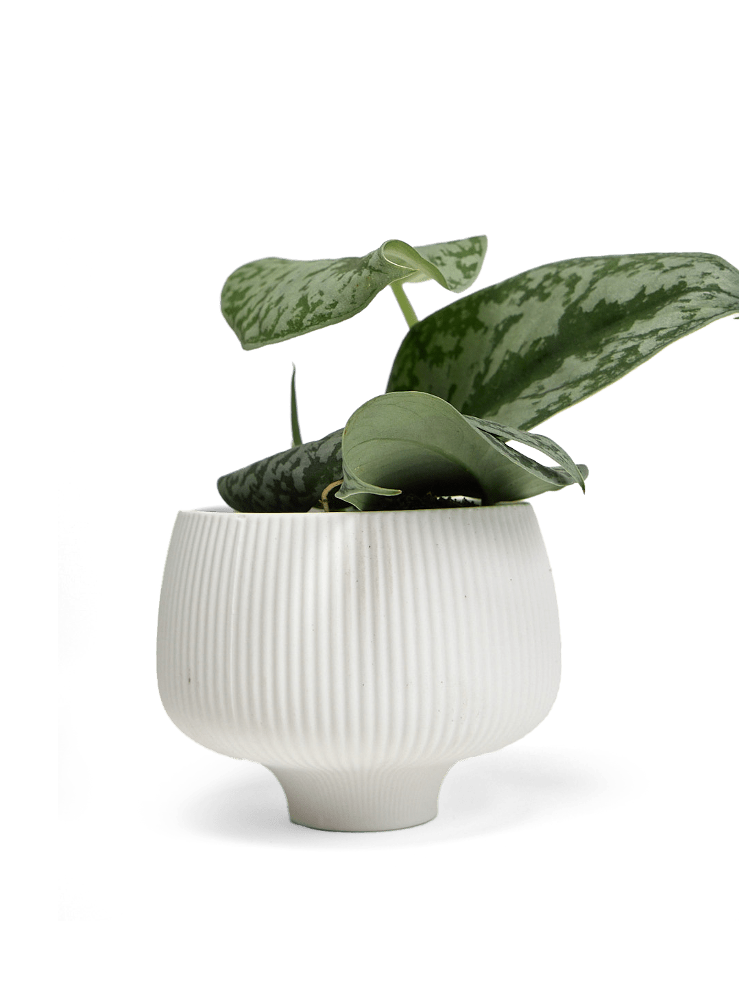 Lilo Porcelain Modern Indoor Plant Pot - Chive Ceramics Studio - Pots - Chive US